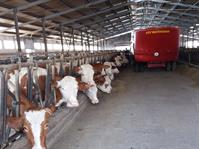 Ceragrim_b_g4